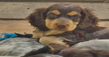 Cocker Spaniel dogs in Driffield - Advert 1