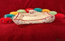 Chihuahua dogs for sale: Tiny apple head chihuahuas - Image 38