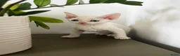 Devon Rex cats for sale: Exceptional FIFe Devon Rex Kittens 2 left only  - Advert 17