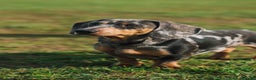 Miniature Dachshund dogs for stud: Miniature Smooth Hair Dachshund in Sandbach - Advert 3