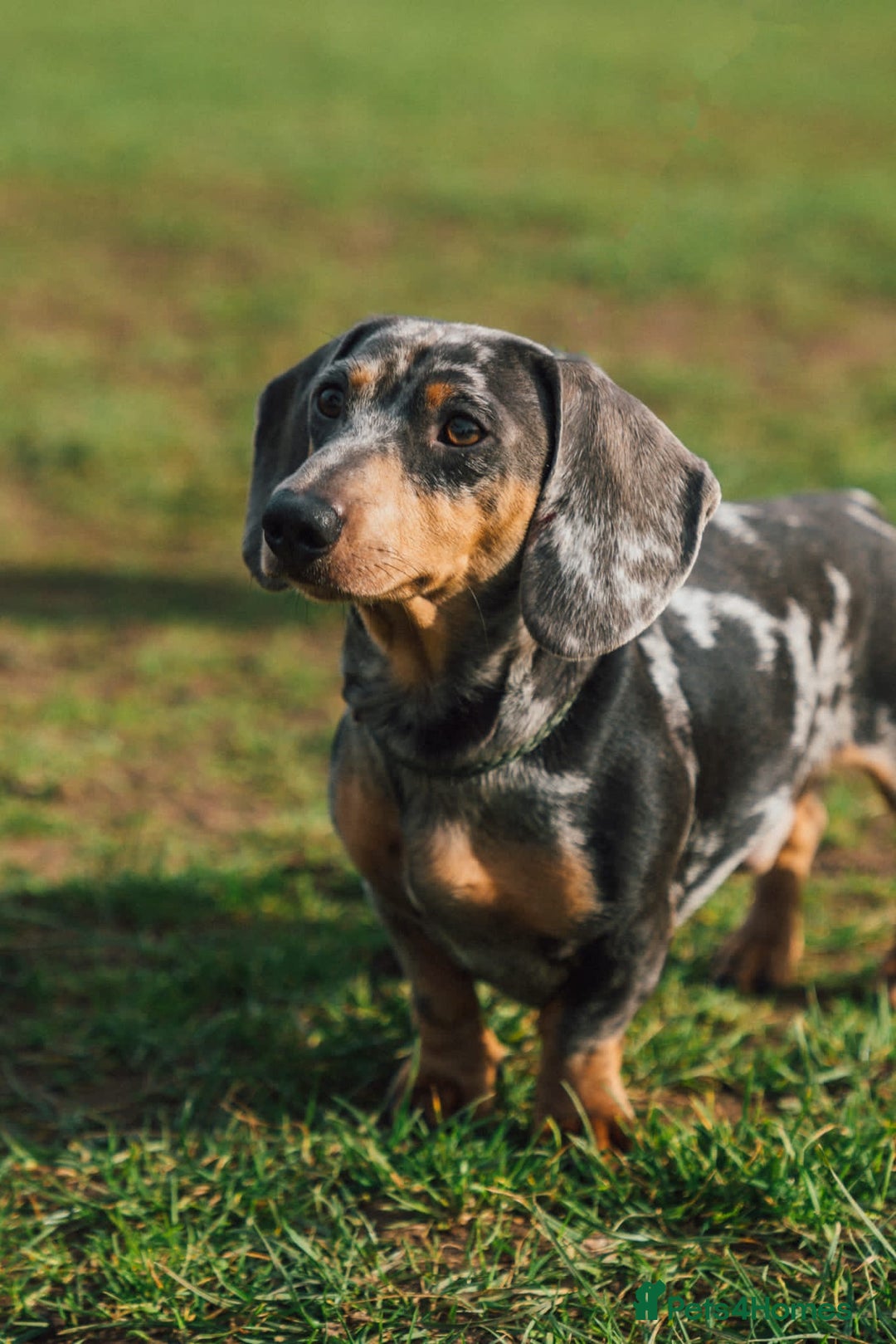 Miniature Dachshund dogs for stud: Miniature Smooth Hair Dachshund in Sandbach - Advert 3