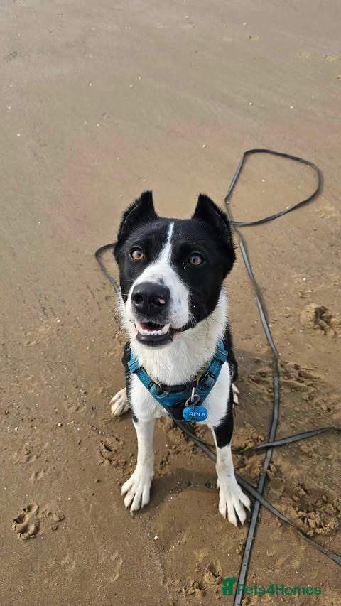 Mixed Breed dogs Adopt Arlo!  Your new best friend in the making - Advert 1