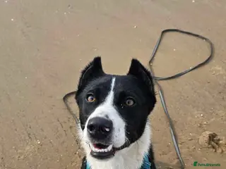 Mixed Breed dogs Adopt Arlo! Your new best friend in the making - Advert 1