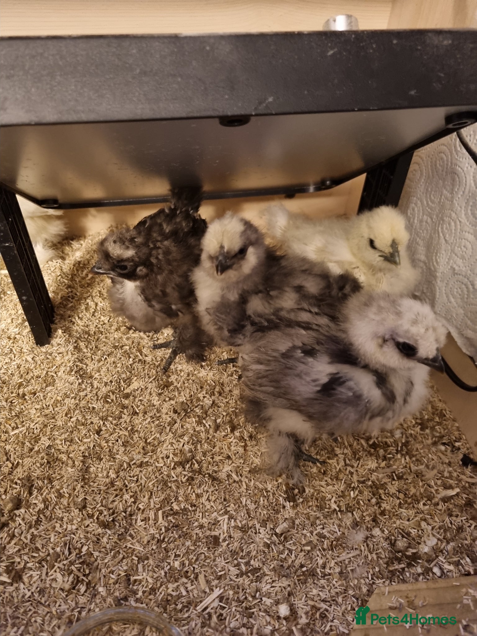 Chickens poultry Silkie chick's 3 weeks old  - Advert 5