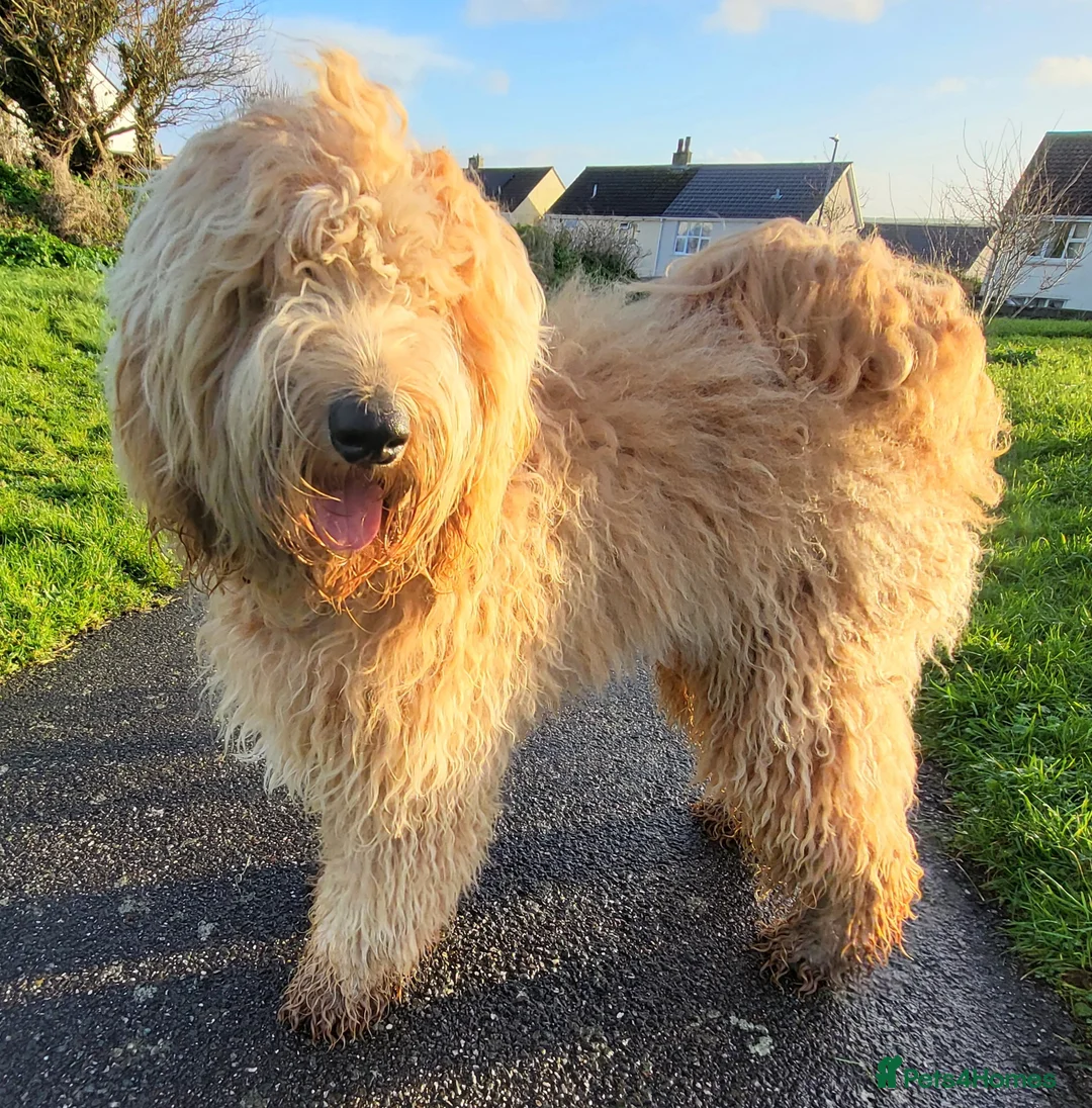 Goldendoodle dogs for sale: Goldendoodle-ONLY THIS BEAUTY LEFT  - Advert 21