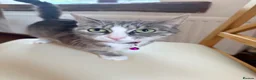 Mixed Breed cats for sale: Beautiful tabby kitten  - Advert 1