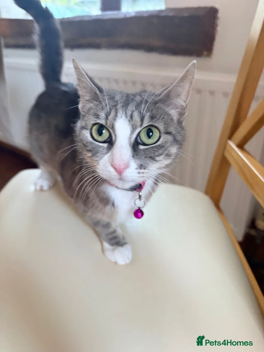 Mixed Breed cats for sale: Beautiful tabby kitten  - Advert 1