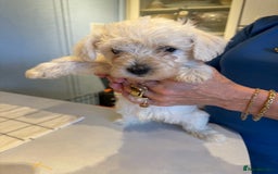 West Highland Terrier dogs for sale: West Highland Terrier Puppies - Image 9