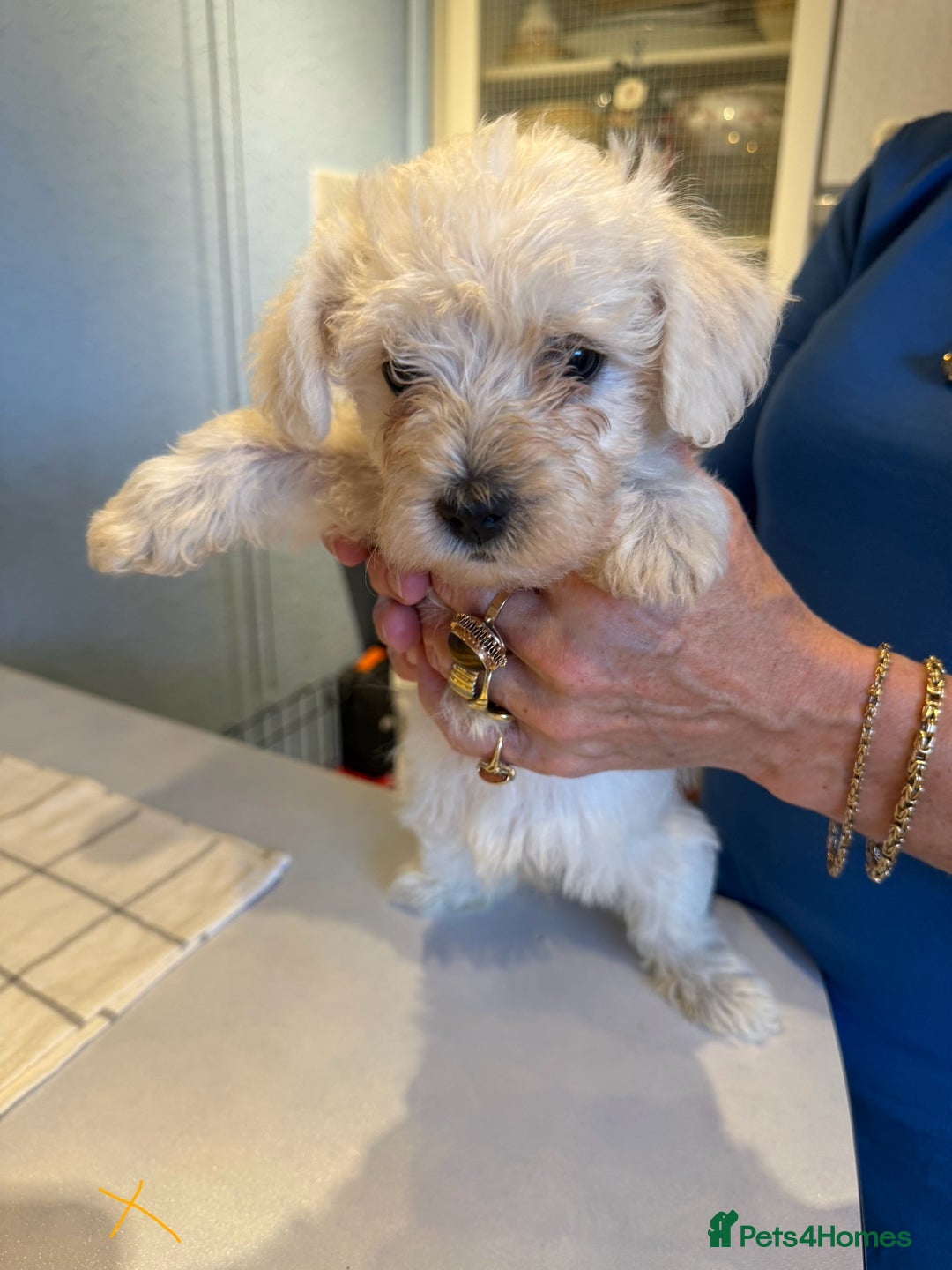 West Highland Terrier dogs for sale: West Highland Terrier Puppies - Image 9