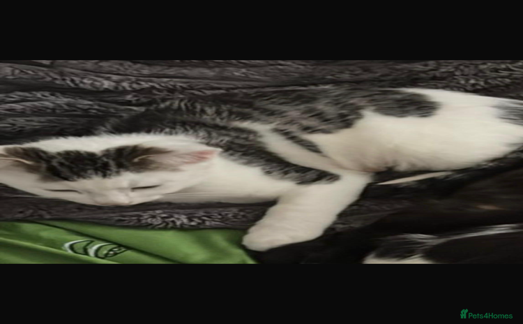 Domestic Shorthair cats - Advert 1