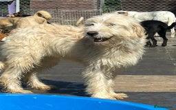 Mixed Breed dogs for adoption: Poppy - Norwich Norfolk  - Image 11