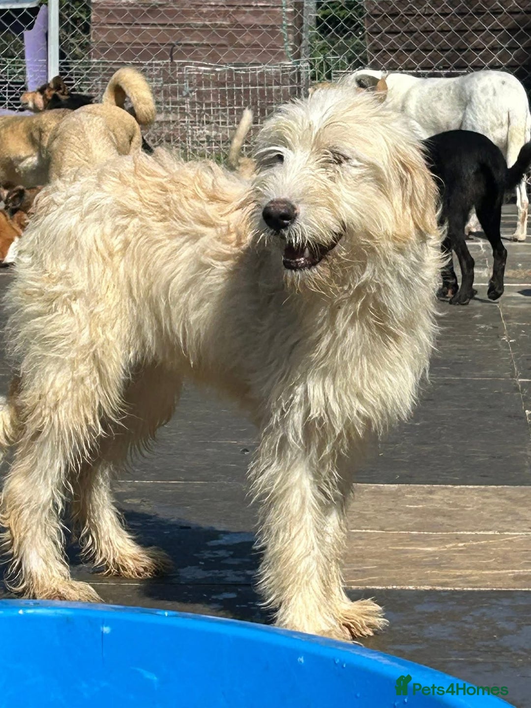 Mixed Breed dogs for adoption: Poppy - Norwich Norfolk  - Image 11