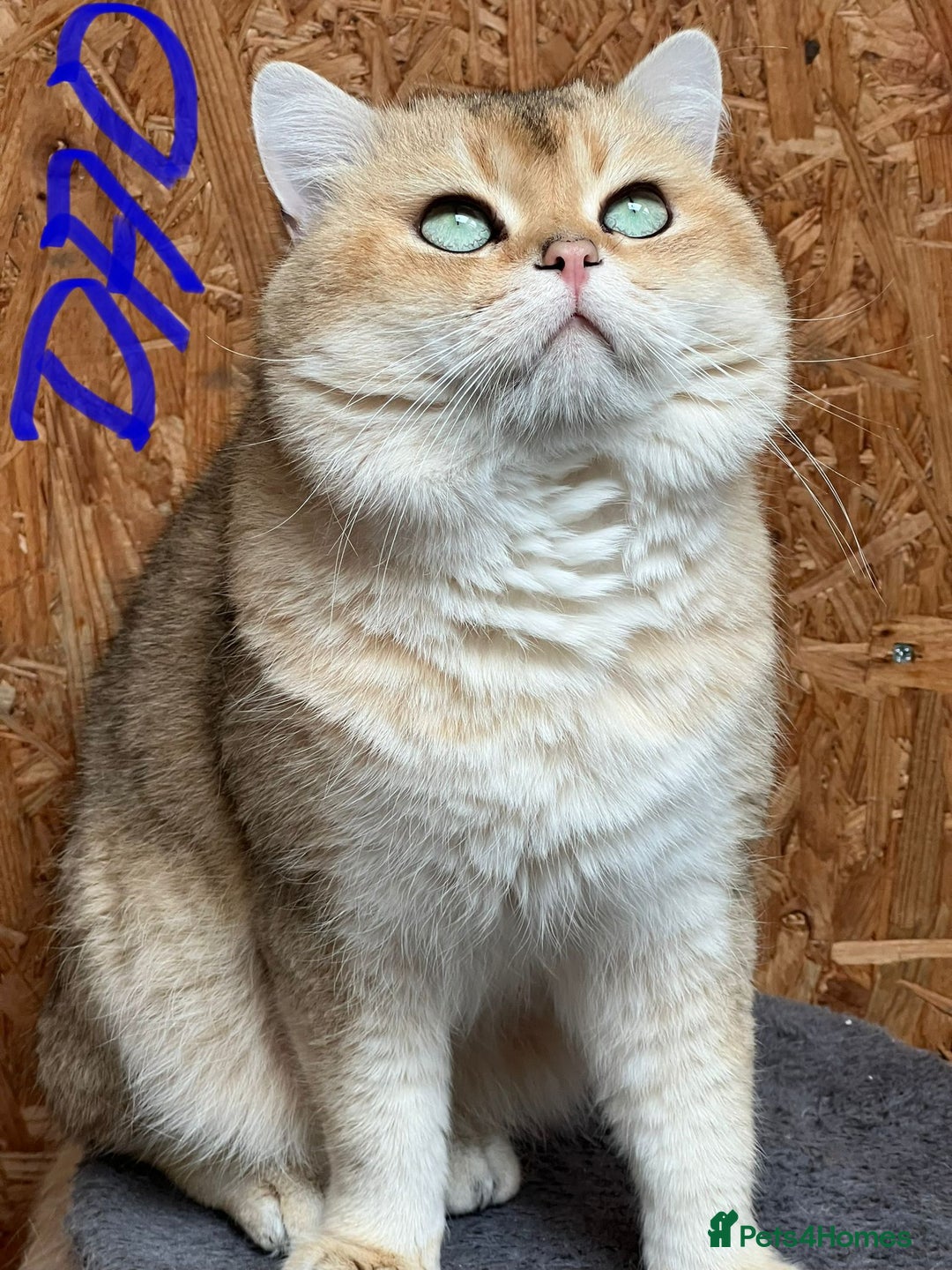 British Longhair cats for sale: British longhair kittens TICA blue golden - Image 15