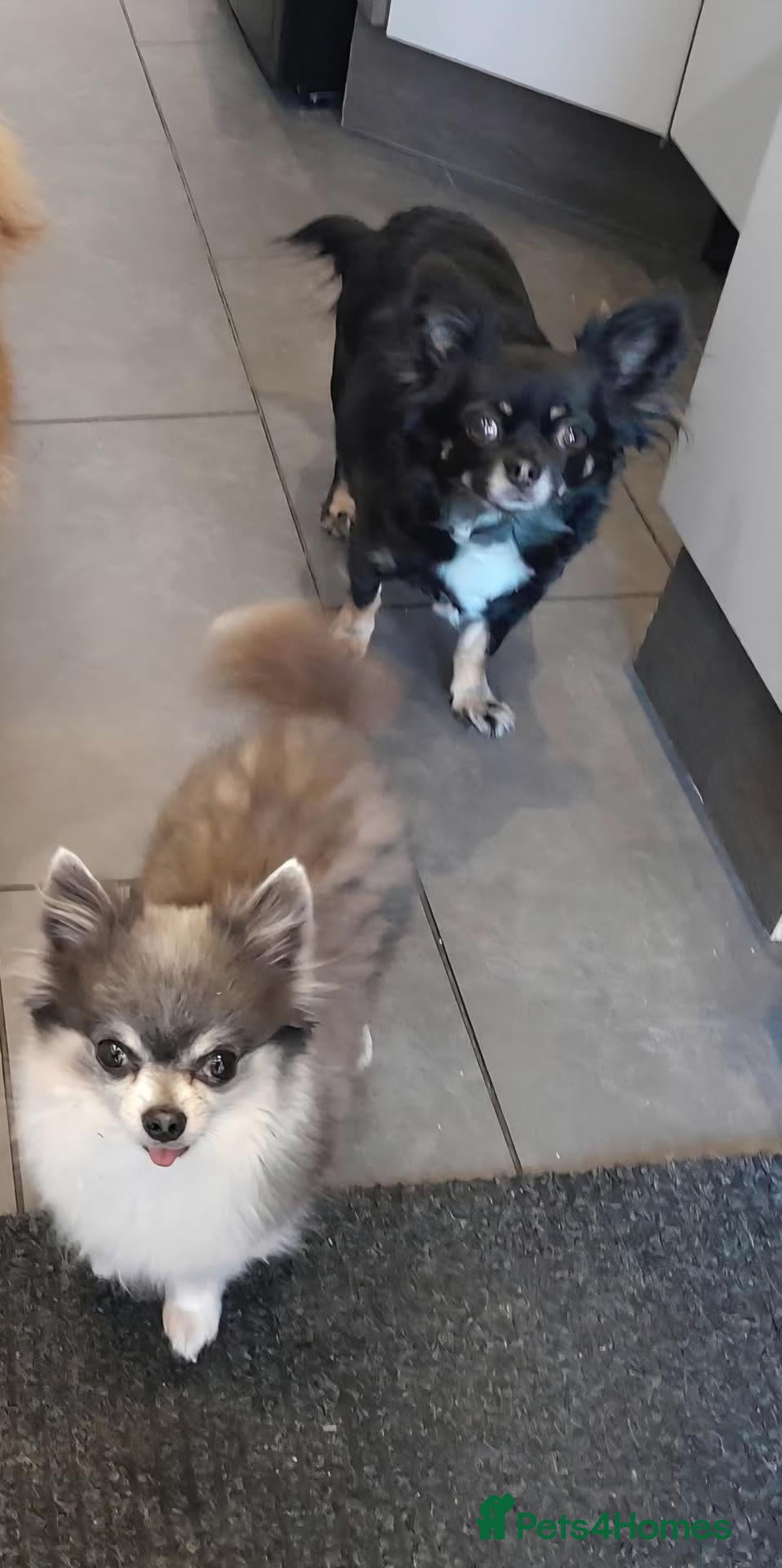 Chihuahua dogs Long Haired Chihuaua puppies - Advert 4
