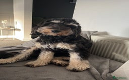 Cockapoo dogs for stud: Cockapoo for stud (proven) - Image 8