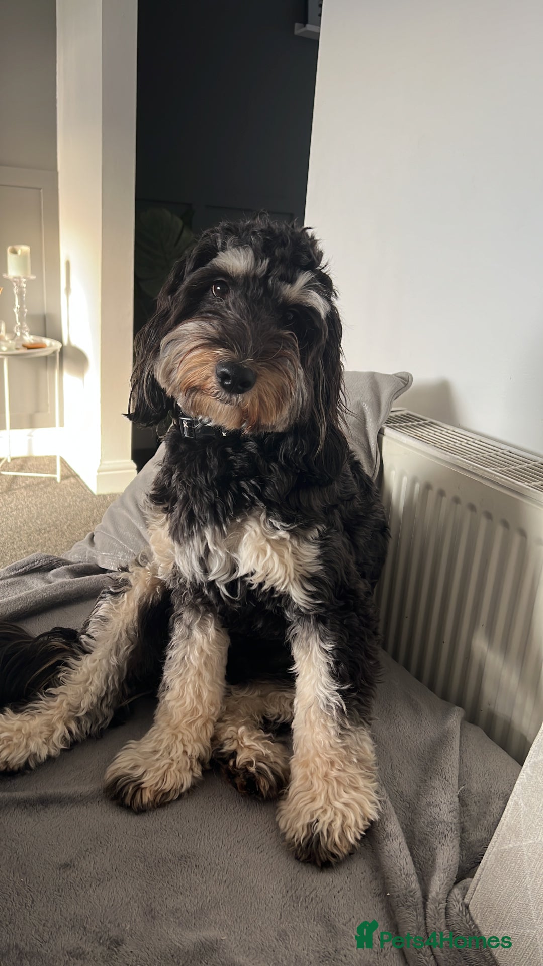 Cockapoo dogs for stud: Cockapoo for stud (proven) - Image 8