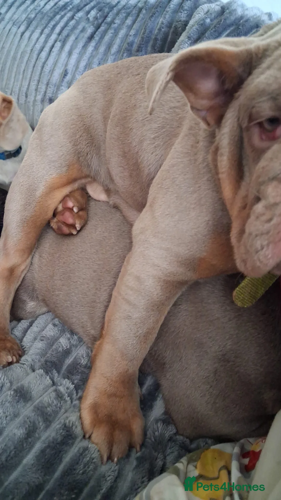 English Bulldog dogs for sale: Terrific Truffle  - Advert 2