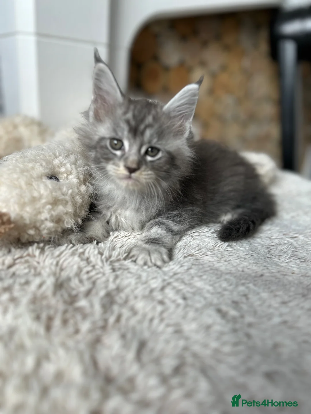 Maine Coon cats for sale: Maine coones kittens for sale ready 12th June  - Advert 1
