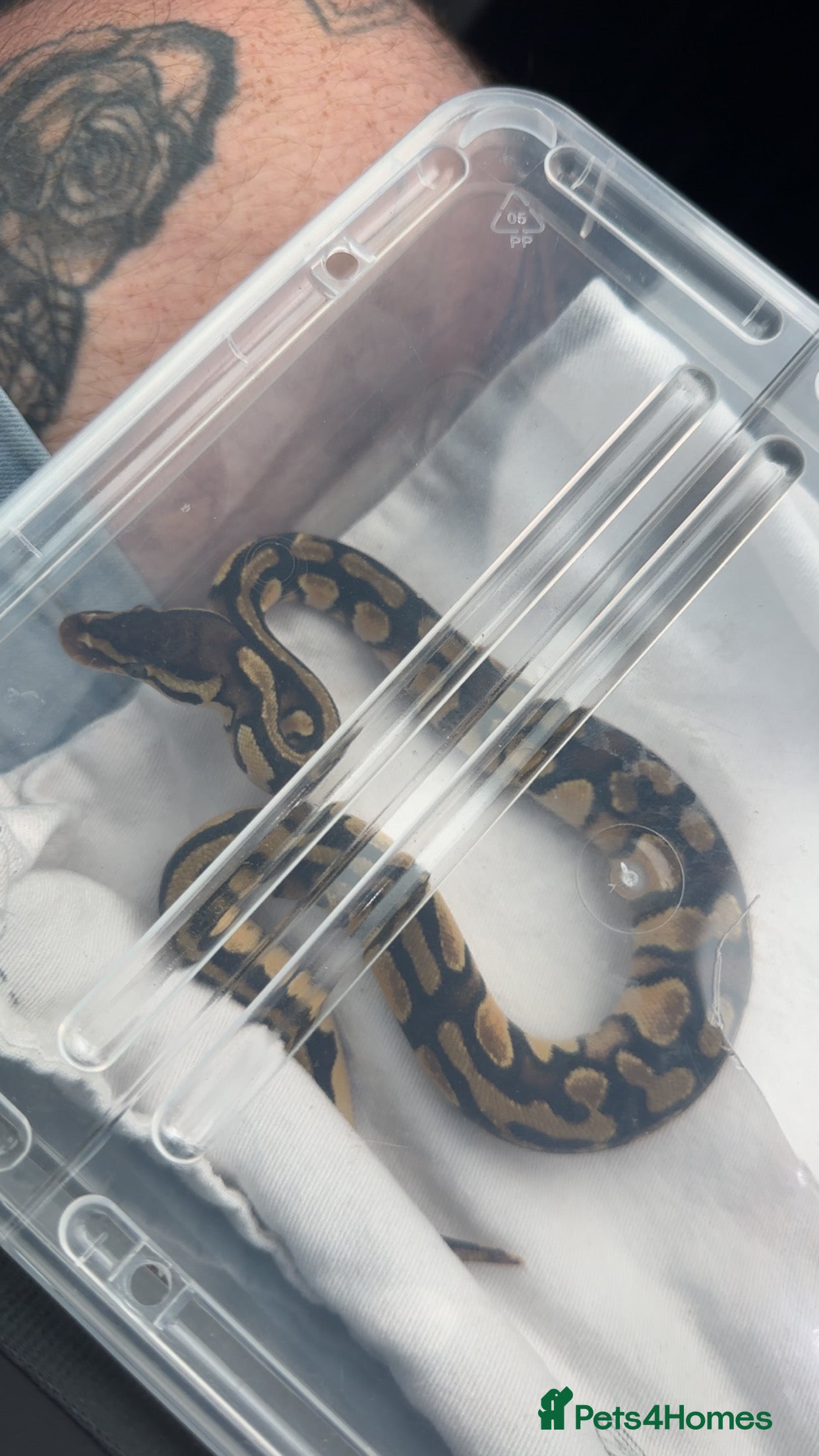 Python Snake reptiles Yellow pastel ball python  - Advert 12