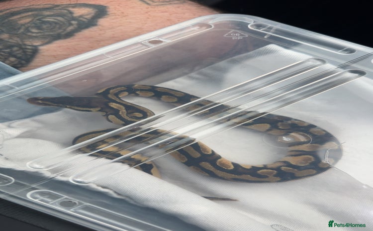 Python Snake reptiles - Advert 1