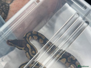 Python Snake reptiles - Advert 1