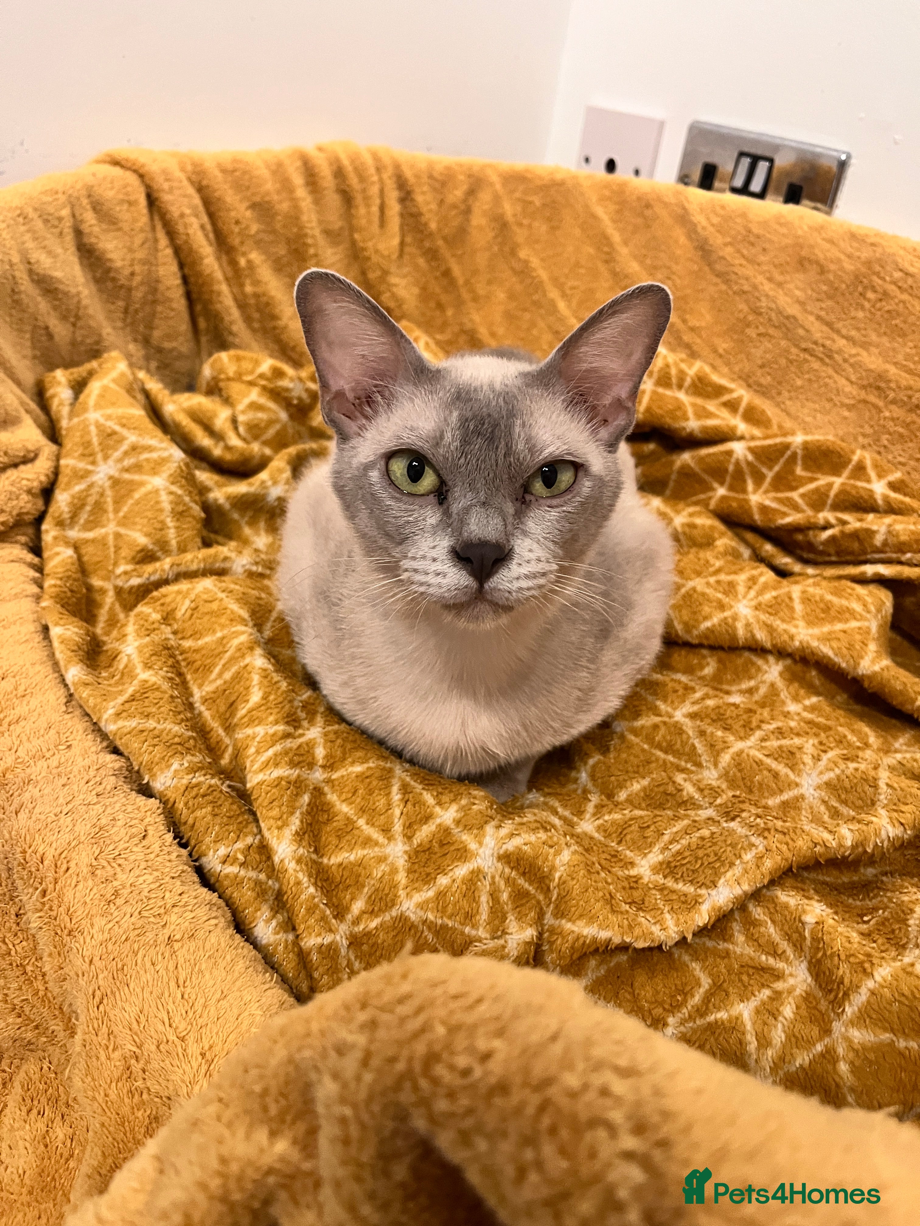 Burmese cats Litter of 6. 3 available  - Advert 1
