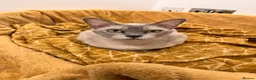Burmese cats for sale: Litter of 6. 3 available  in Thatcham - Advert 1