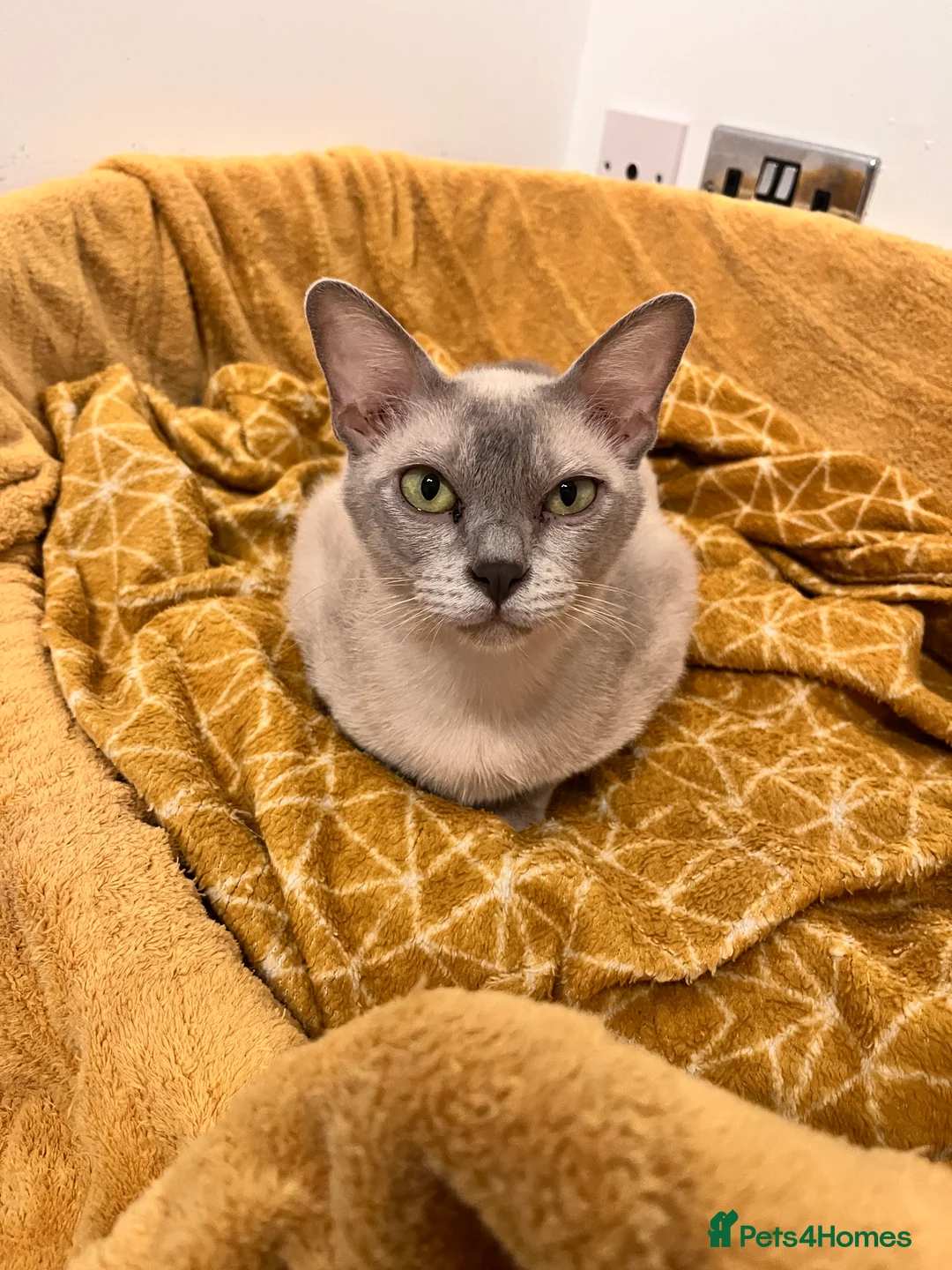 Burmese cats for sale: Litter of 6. 3 available  in Thatcham - Advert 1