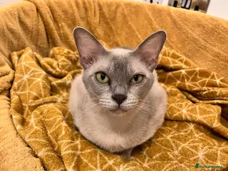 Burmese cats Litter of 6. 3 available - Advert 1