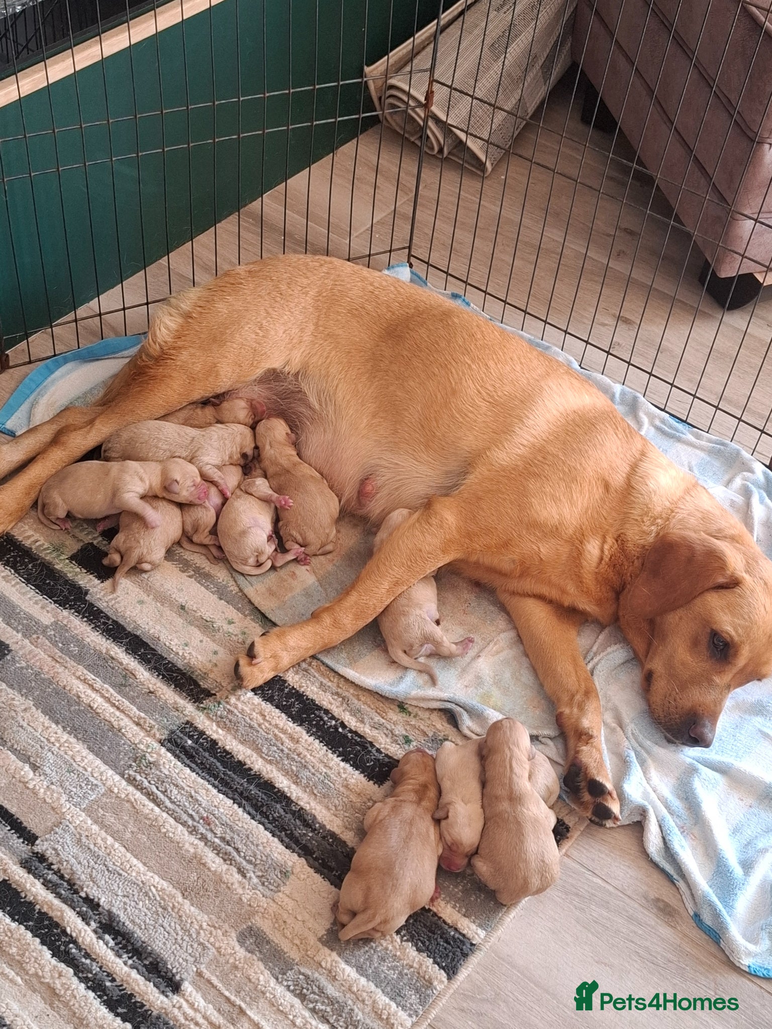 Labrador Retriever dogs KC Reg Labrador Pups - Advert 8