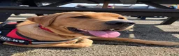 Labrador Retriever dogs for sale: Fox Red Labrador in Scarborough - Advert 2