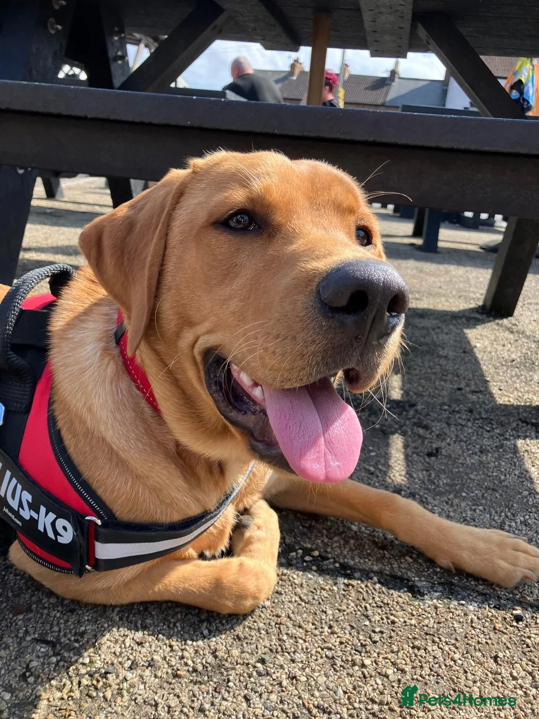 Labrador Retriever dogs for sale: Fox Red Labrador in Scarborough - Advert 2