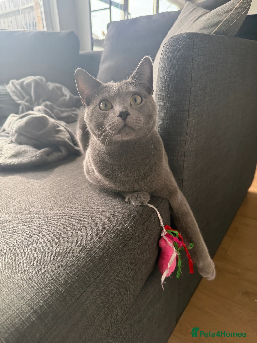 Russian Blue cats for sale: Sweet Russian Blue boy 1yr (TICA Pedigree) - Advert 2