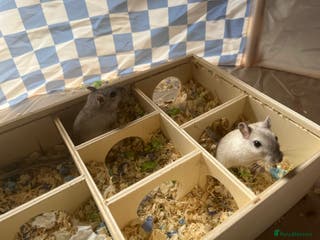 Gerbil rodents Two male gerbils - Advert 5