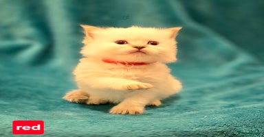 Ragdoll cats - Advert 11