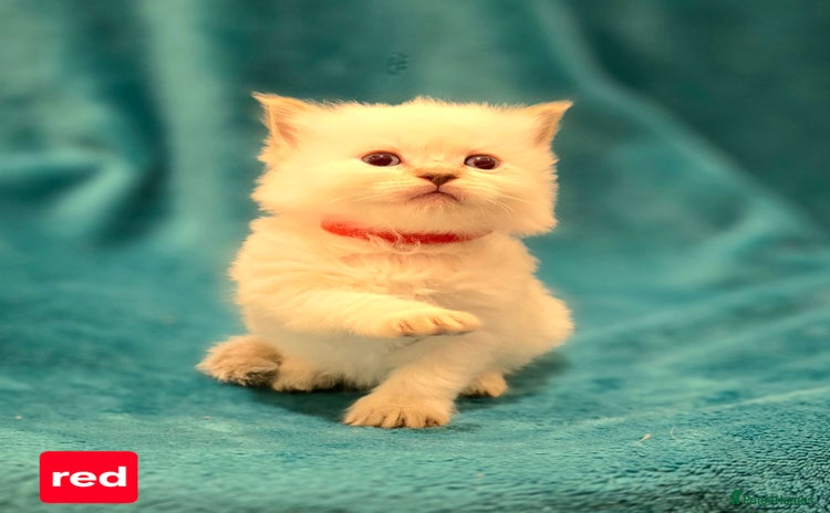 Ragdoll cats - Advert 8