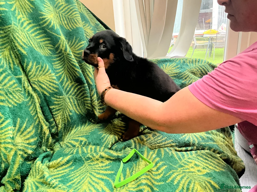 Rottweiler dogs for sale: Rottweiler puppies - Advert 16