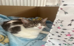 American Shorthair cats for sale: American Tabby - Image 1