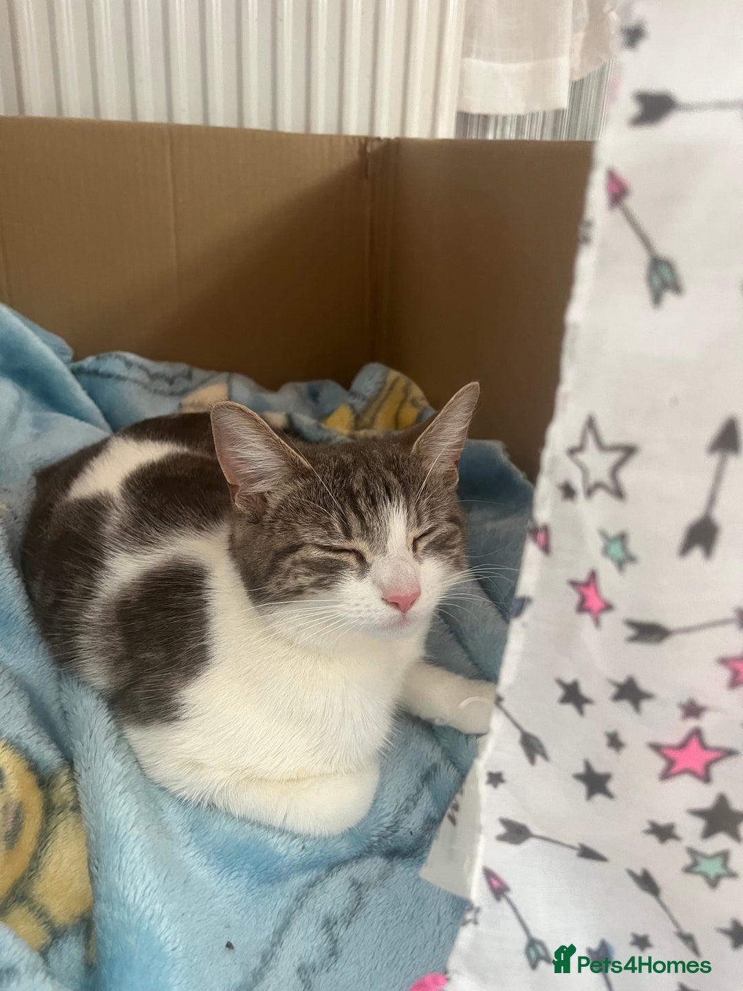 American Shorthair cats for sale: American Tabby - Image 1