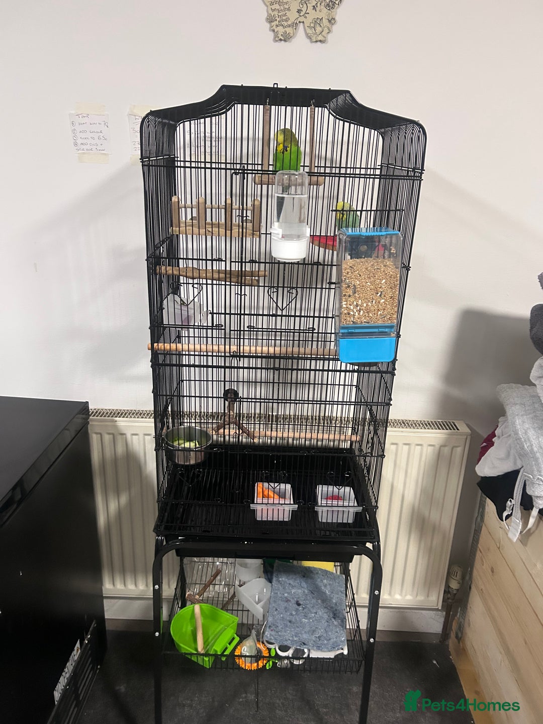 Budgerigars birds for sale: 2 x buggies & new cage - Advert 1