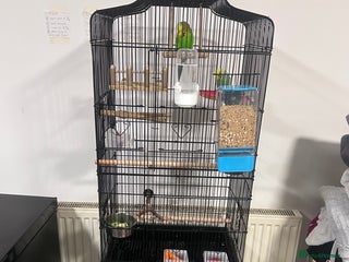 Budgerigars birds 2 x buggies & new cage - Advert 1