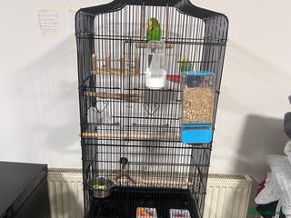 Budgerigars birds 2 x buggies & new cage - Advert 6