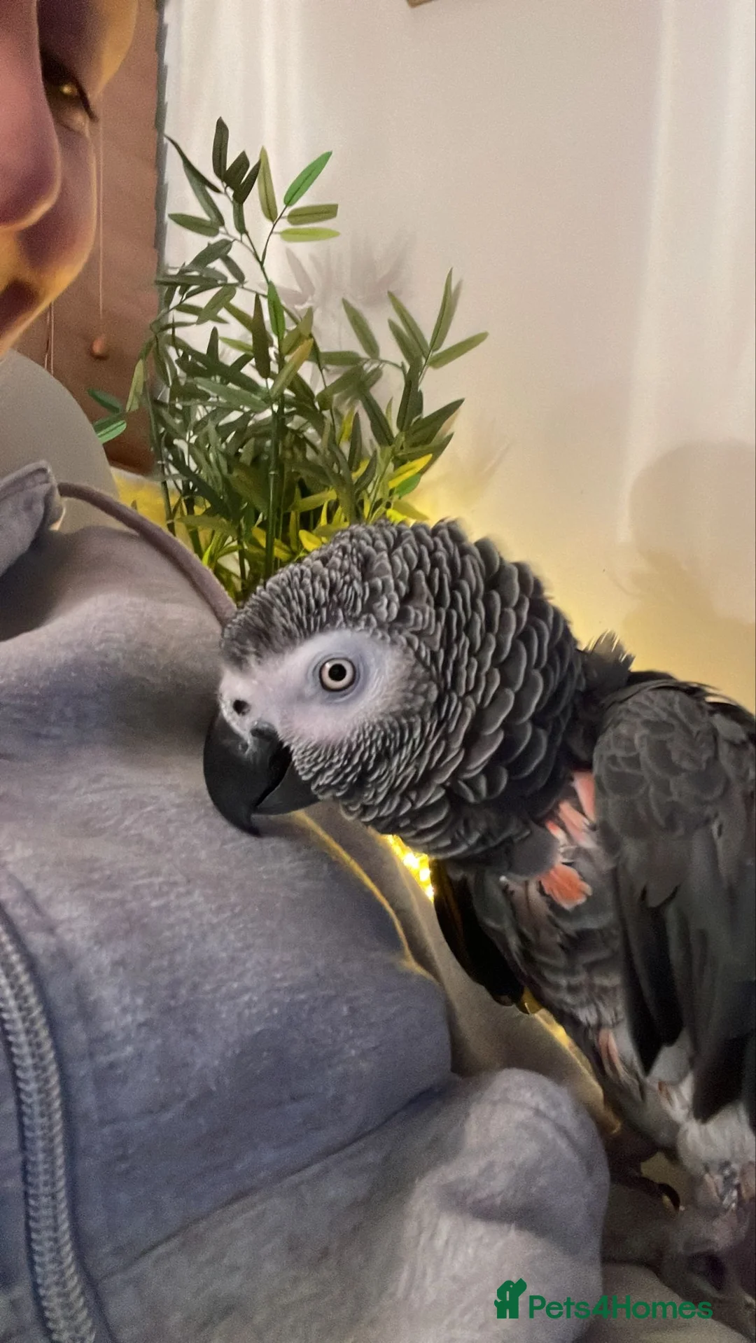 Parrots birds for sale: African Grey parrot for sale in St Albans - Advert 2