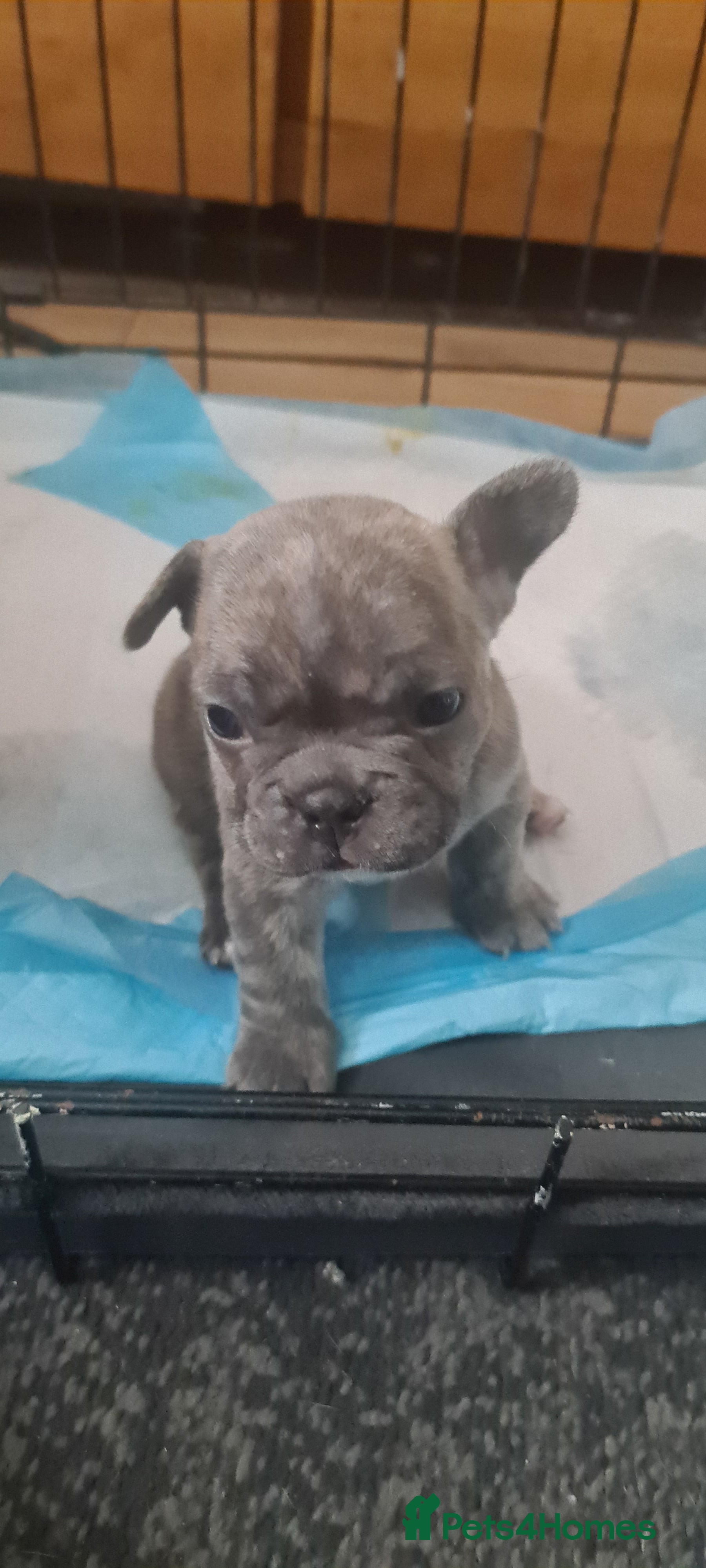 French Bulldog dogs Two girls and one boy are looking for a new home. - Advert 1