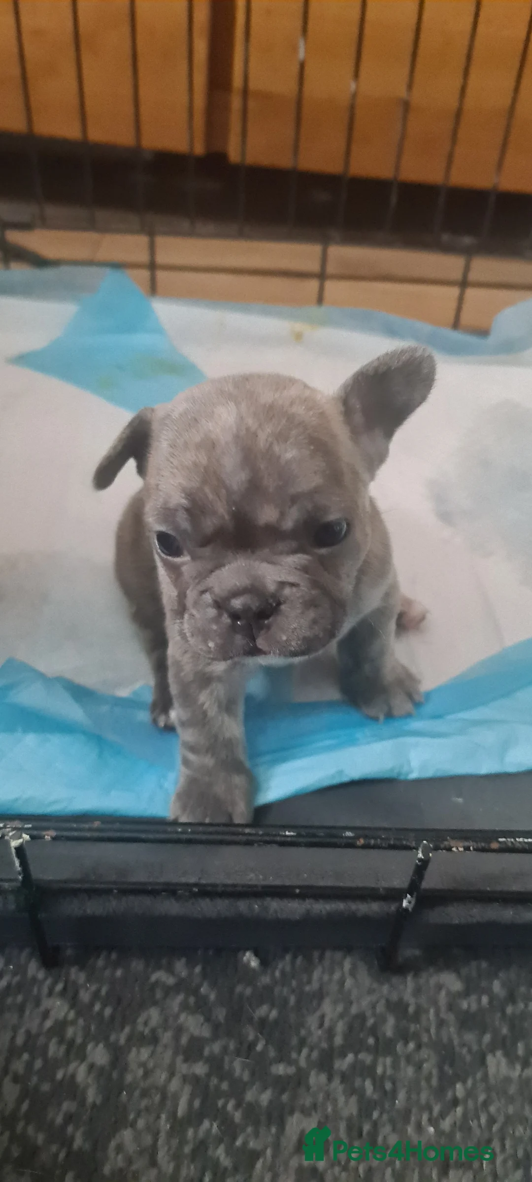 French Bulldog dogs for sale: Two girls and one boy are looking for a new home. in Aberdeen - Advert 1