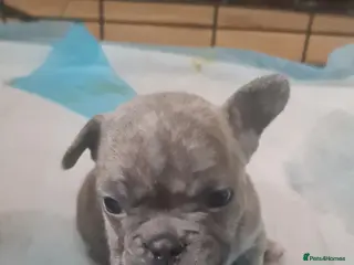 French Bulldog dogs Two girls and one boy are looking for a new home. - Advert 1
