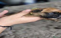 Boxer dogs for sale: Boxer puppies - Image 18
