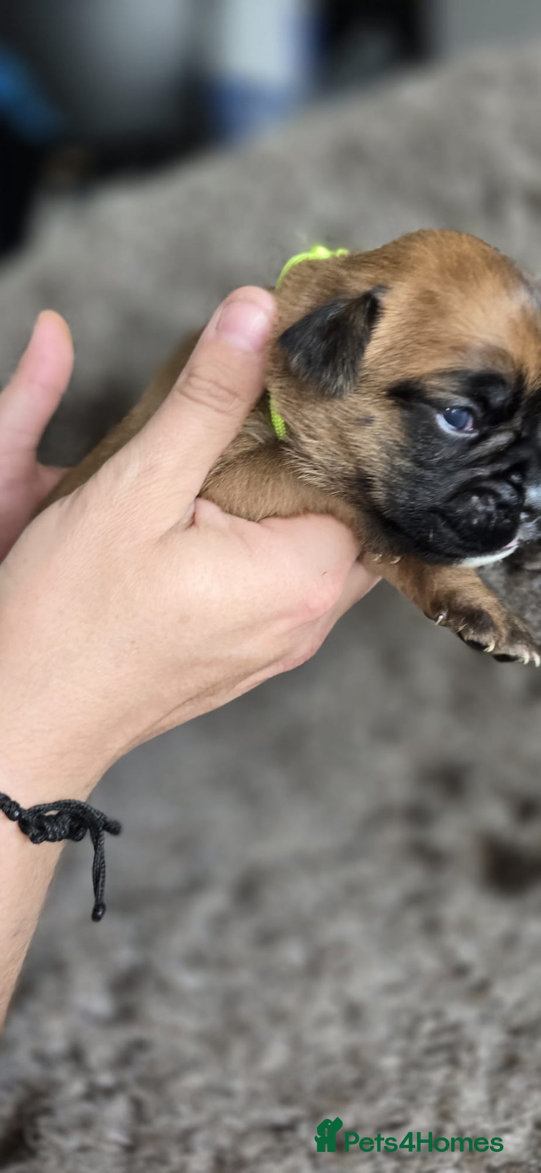 Boxer dogs for sale: Boxer puppies - Image 18