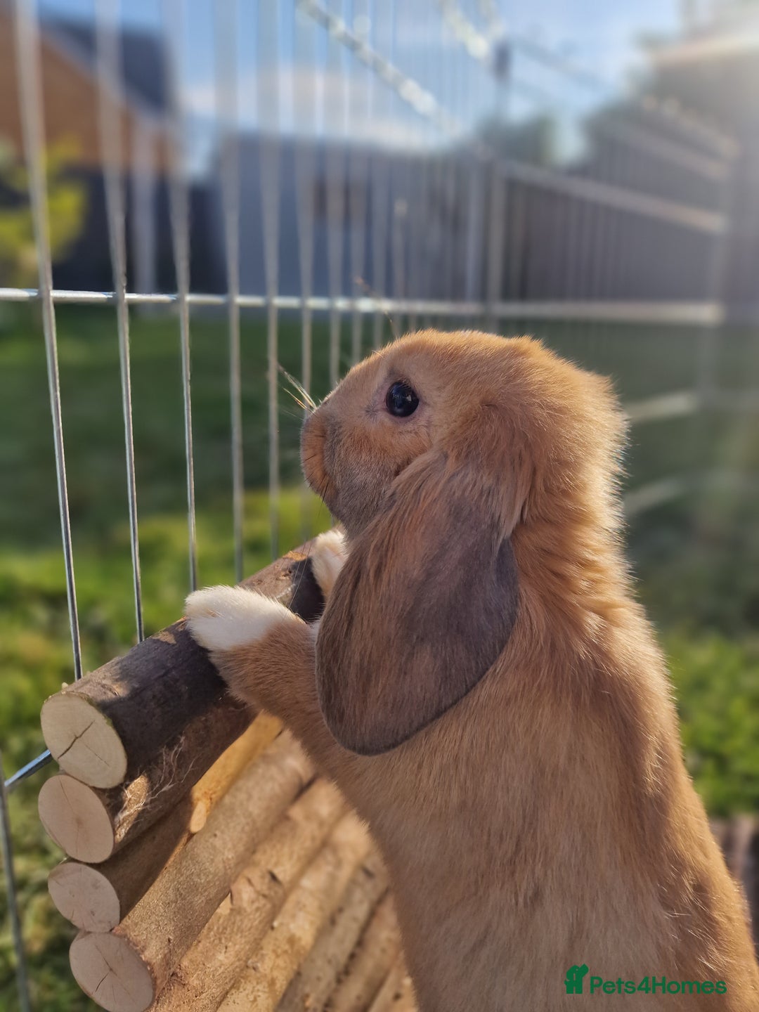 Mixed Breed rabbits for sale: Beautiful Bonded Bunnies - Image 6