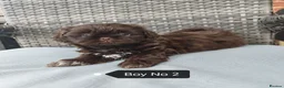 Shih Tzu dogs for sale: Shih Tzu puppies ready to leave:29/06 - Advert 24